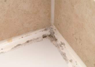 Cum să elimini definitiv mucegaiul din baie! O plantă ieftină dă rezultate garantate