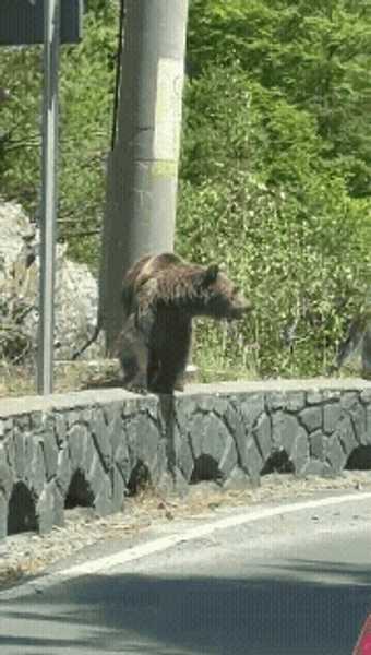 Turiștii continuă să ignore pericolul: ursoaică cu pui, filmată de la un metru, pe Transfăgărășan, aproape de locul (…)