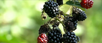 Delicioasele fructe de pădure româneşti sunt puţine şi SCUMPE, din cauza vremii capricioase. Care sunt prețurile în (…)