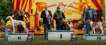 Spectacol de eleganță canină în Moldova. Cei mai frumoși câini ai României au strălucit pe podiumul „Vrancea Dog (…)