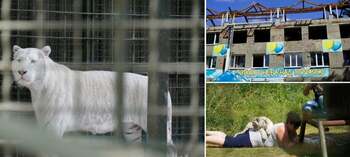 „Animalele noastre s-au obișnuit cu bombardamentele”: Cum trăiesc tigrii, leii și angajații la periferia orașului (…)