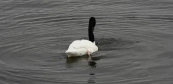 Pasărea din Australia şi Tasmania care a apărut pe un lac din România. Specia este una rară, cum a ajuns la noi