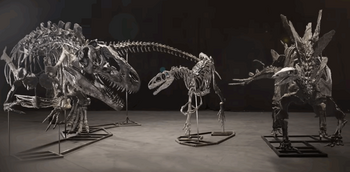 Marea Britanie confiscă trei schelete de dinozaur, într-un caz de spălare de bani. Cum au ajuns fosilele în posesia (…)