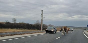 Noua centură din Biharia a fost inaugurată și de... vaci! Mai multe animale s-au plimbat în mijlocul carosabilului