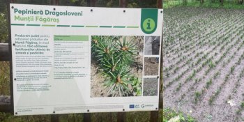 Păduri reziliente la schimbări climatice în Munții Făgăraș: restaurare ecologică a 200 ha de păduri, cu tehnologii (…)