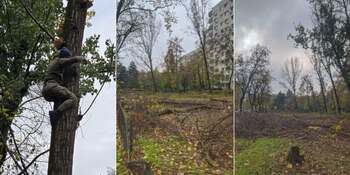 Administratorul public al Capitalei anunță amenzi de 245.000 de lei, pentru tăieri ilegale de arbori pe Bd. Nicolae (…)