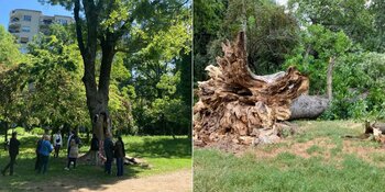 FOTO Arbore secular din Parcul Cișmigiu – un frasin – simbol al grădinii, doborât de furtuna de joi / Comunitatea (…)