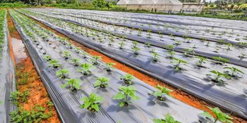 Recolte otrăvite în România. Ce au descoperit inspectorii agricoli pe câmpurile din sudul țării
