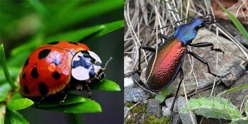 Insectele pot auzi sunetele plantelor și le evită pe cele zgomotoase. Studiul care i-a uimit pe cercetători