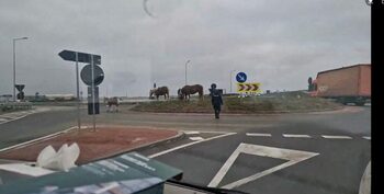 Atenție la... animale! Cai filmați la păscut într-un sens giratoriu de pe Inelul Metropolitan Oradea