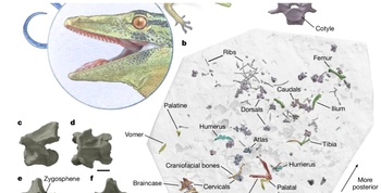 Fosila unei creaturi misterioase, jumătate șopârlă, jumătate șarpe, a fost descoperită în Europa
