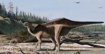 Dinozaurul cu velă de pe Insula Wight: Istiorachis macarthurae, spectaculoasa nouă specie descoperită de cercetători