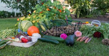 Ce legume se cultivă în septembrie