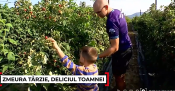 Zmeura de toamnă, un deliciu al verii pe mesele românilor. Cât a ajuns să coste un kilogram