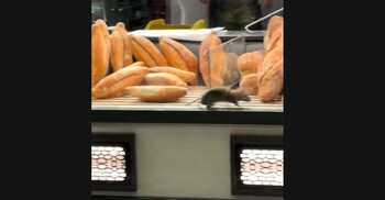 Șobolan uriaș surprins printre pâinile și produsele unei brutării! ANPC reacționează