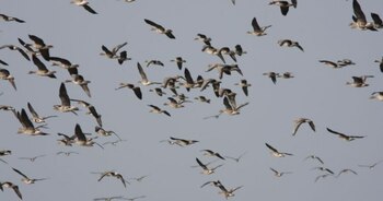 Pericolul gripei aviare se extinde: 14 localități din Olt, sub supraveghere