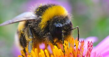 Misterul inteligenței albinelor descifrat de Felicity Muth. Cum reginele bumblebee ne învață despre gândirea animalelor