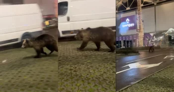 Un urs a ajuns la un mall din Brașov