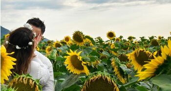 Doi miri au vrut să se pozeze într-un lan de floarea-soarelui, dar au fost luați la bătaie de fermier
