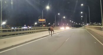 Un cal a fost filmat fugind speriat pe Centura Oradea, în zona magazinului Selgros