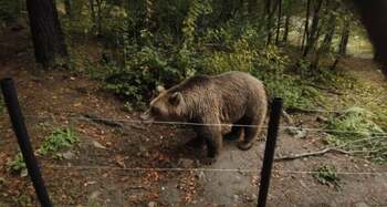 Un bărbat a fost mușcat de urs în timp ce se întorcea cu animalele de la stână