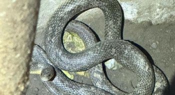 Intervenție neobișnuită pentru jandarmii din Tulcea