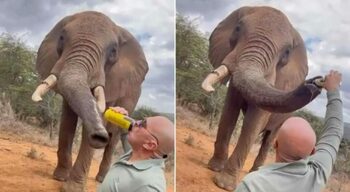 Un turist a filmat și a postat pe internet momentul în care toarnă bere în trompa unui elefant