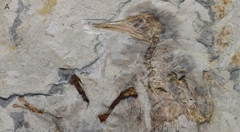 Fosilele dezvăluie modul tragic în care a murit o pasăre acum 120 de milioane de ani