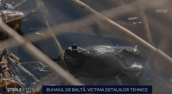 Buhaiul de baltă bagă Trans-Apuseana în șantier. Broscoiul are nevoie de acces de tranzit în siguranță în timpul (…)