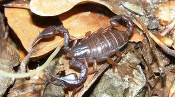 Zeci de scorpioni carpatini observaţi sub roci în comuna Colţi, pe fondul temperaturilor ridicate