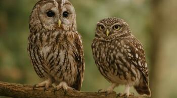 Care e diferența dintre bufniță și cucuvea. Seamănă, dar nu sunt la fel!