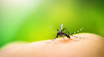 Caz rar de virus chikungunya confirmat în New York. Ce este și care sunt simptomele?