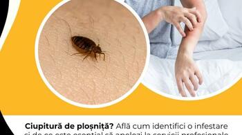Ciupitură de ploșniță? Află cum identifici o infestare și de ce este esențial să apelezi la servicii profesionale de (…)