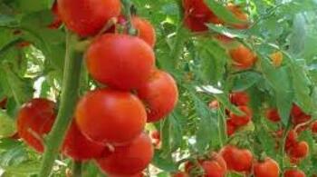 Sfaturi în grădină. Cum să uzi roșiile în zilele toride de vară