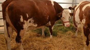 APIA acordă sprijin financiar de 2,8 milioane lei pentru crescătorii de animale