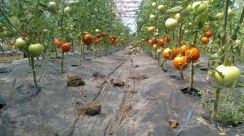 Răzvrătire în agricultură: Fermierii cer președintelui să respingă taxa pe solare