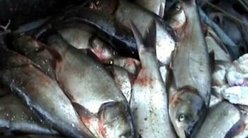 Plase ilegale de pescuit lungi de 1,5 km confiscate de Garda de Mediu în Delta Dunării în doar 3 zile