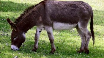 Invazia Măgarilor: oamenii s-au trezit cu o mulțime de măgari în curțile lor