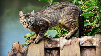 Invazie de pisici în Cipru: un milion de feline pentru un milion de locuitori