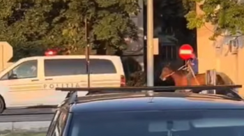 VIDEO Scene de film pe străzile din Focșani: un bărbat călare pe cal, urmărit de poliție printre blocurile din (…)