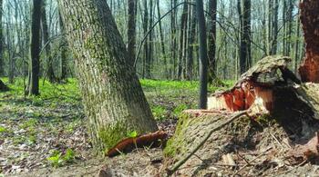 Ministerul Mediului vrea ca tăierile ilegale din spațiile verzi ale orașelor să devină infracțiuni