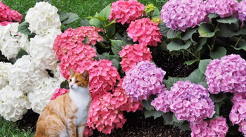 Momentul potrivit pentru tăierea hortensiilor: Ghid complet pentru flori spectaculoase