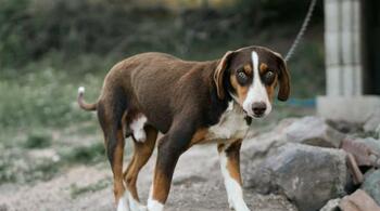 În Parlament, se pregătește legea dezlegării câinilor din lanțuri