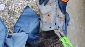 Un pui de urs și-a prins capul într-o găleată metalică, la Poiana Brașov