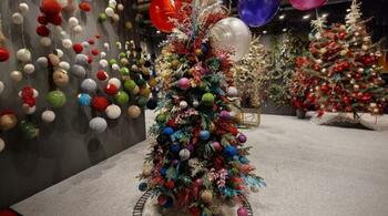 Recoltarea brazilor de Crăciun și decorarea acestora au început în Germania