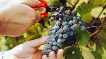 Reguli noi și finanțări sporite pentru sprijinirea sectorului viticol din UE