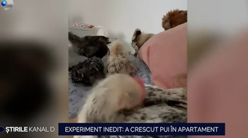 Experimentul inedit al unei tinere din Oradea: a crescut pui de găină la etajul 9 al complexului rezidențial în care (…)