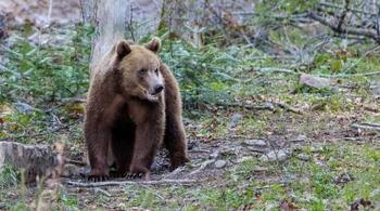 Urs mort după ce a fost prins într-un laţ în comuna Gornet, cercetări pentru braconaj