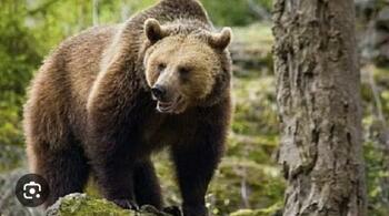 Urs pe o stradă din Buşteni; a fost emis RO-ALERT