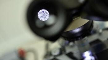 Un vierme mic tocmai a dezvăluit un mare secret despre cum să trăiești mai mult